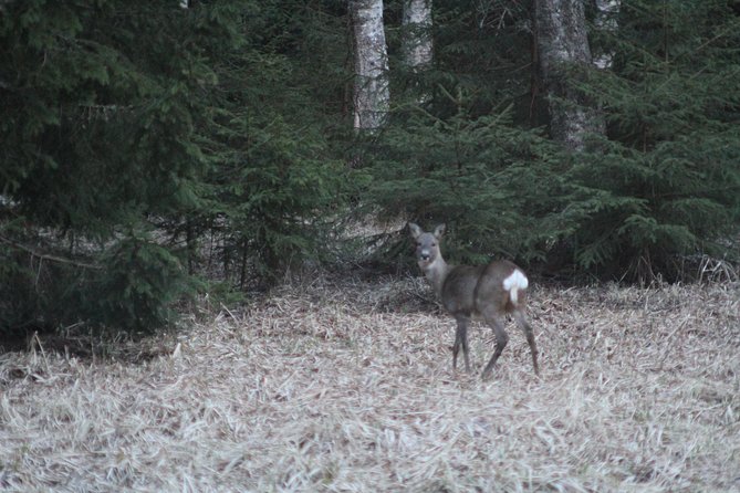 Wildlife Safari Small-Group in Stockholm - Inclusions and What to Expect