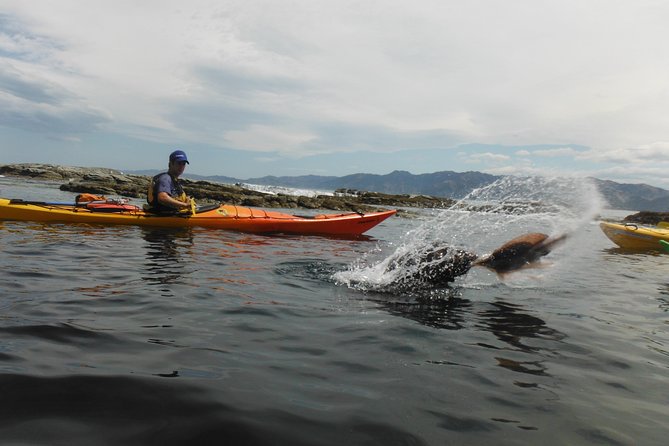 Wildlife Sea Kayaking Tour - Kaikoura - Meeting and End Points