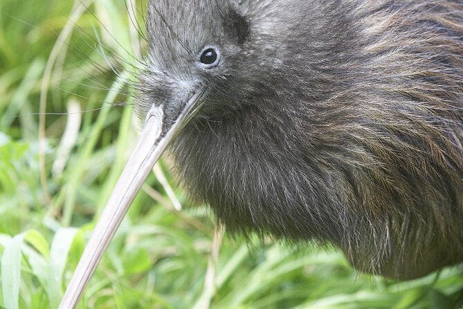 Willowbank Wildlife Reserve Day Entry - Wildlife Encounter Highlights