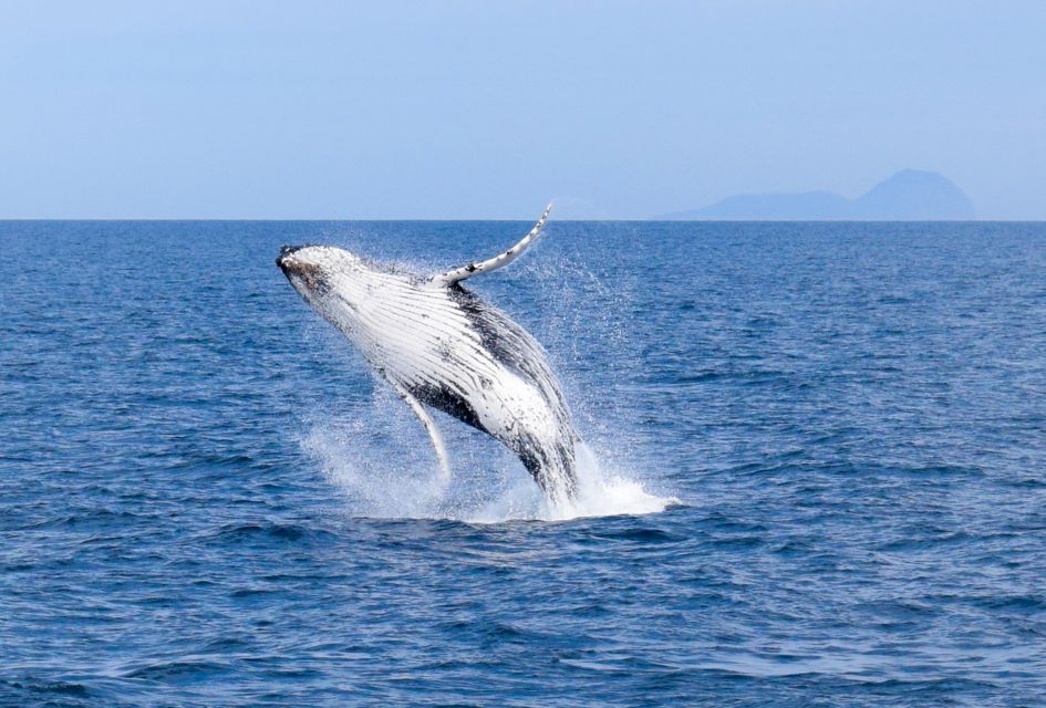 Wilsons Promontory: Whale Spotting Cruise With Lunch - Duration and Language