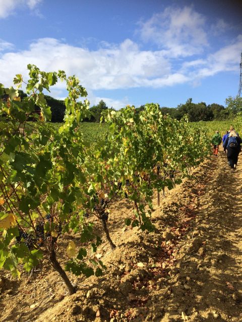 Wine Tour Cathar Country - Highlights of the Tour Experience