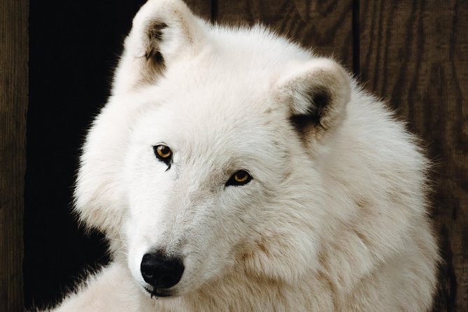 Wolf Experience - Conditions and Recommendations