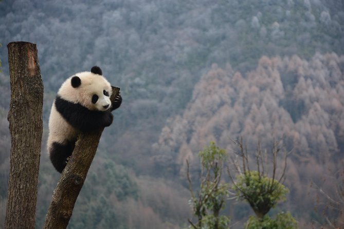 Wolong Panda Base Private Day Tour Optional Volunteering - Pickup Details