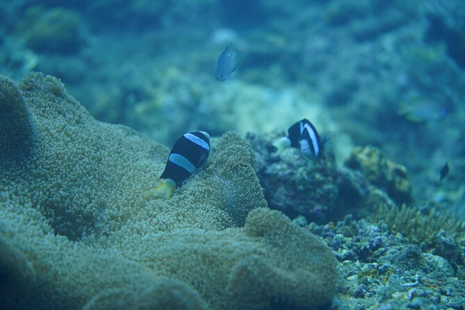 Wonderful Snorkeling Trip From Manila! Updated *** - Included Amenities and Features