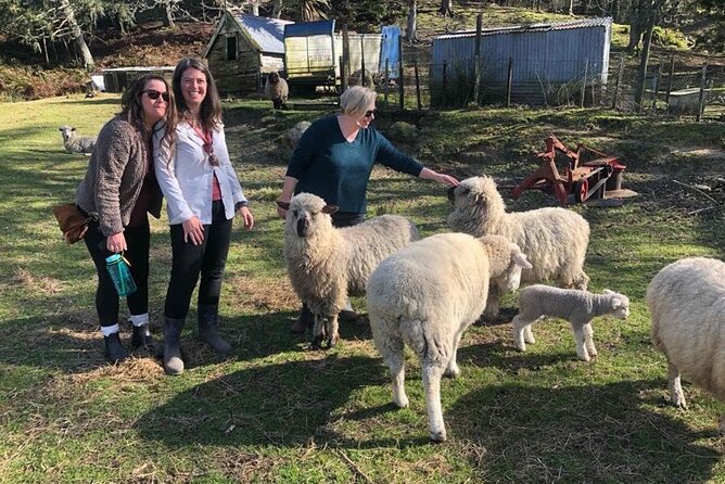 Wool Sheep Farm Experience With Handmade Wool Hat in New Zealand - Accessibility Features