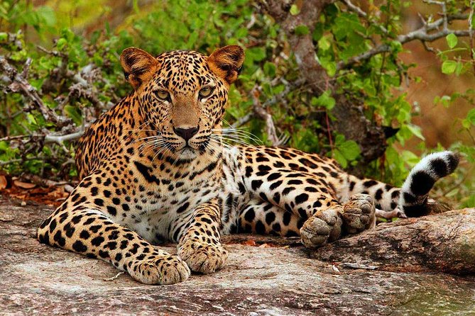 Yala National Park Private Safari Trip From Galle/Unawatuna/Mirissa - Pickup and Transportation Details
