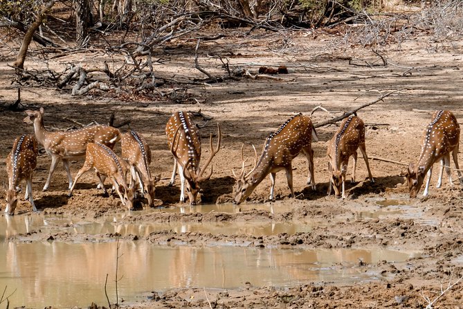 Yala National Park Private Safari - Wildlife Sightings