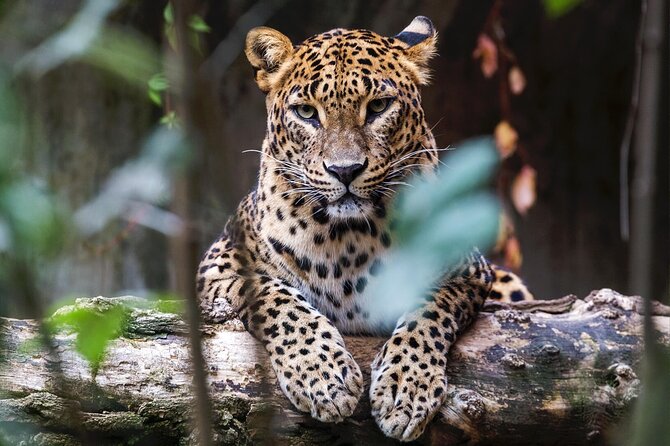 Yala National Park Safari |From Hambantota Port (Shore Excursion) - Pricing Information