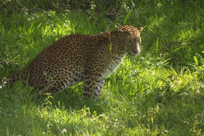 Yala National Park Special Leopard Safari Tour - Pickup and Meeting Arrangements