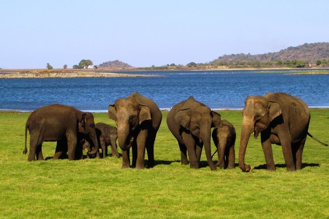 Yala Safari Tours From Yala/Thissamaharamaya/Hambantota - Inclusions and What to Expect