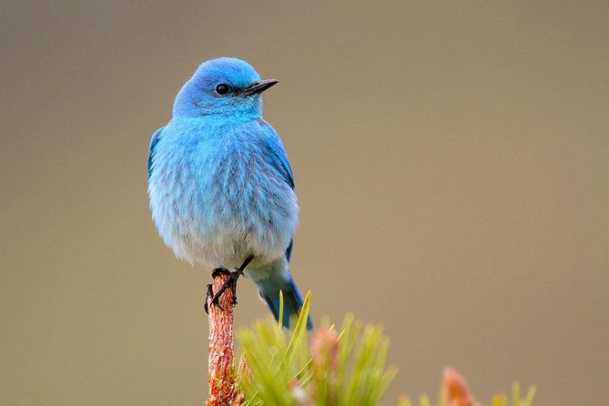 Yellowstone Lower Loop Guided Tour From Cody, Wyoming - Wildlife Viewing Opportunities