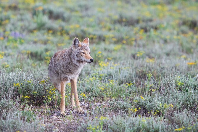 Yellowstone Wildlife Safari From Bozeman - Private Tour - Customer Experiences