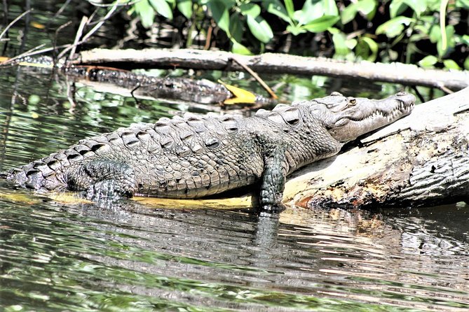 YS Falls and Black River Safari Guided Tour From Montego Bay and Grand Palladium - Important Tour Information