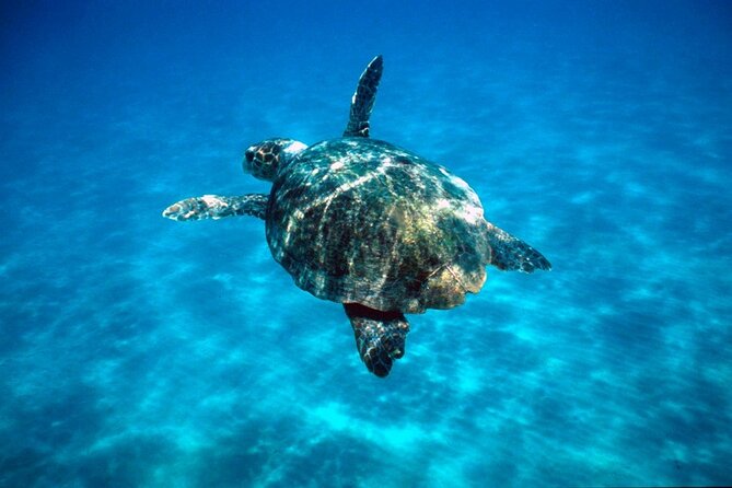 Zakynthos Marine Park With Turtles Spotting - Confirmation and Accessibility Details