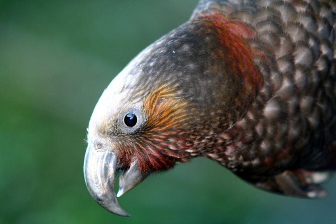 Zealandia Small Group Eco Wildlife Night Tour - Meeting Point and Logistics