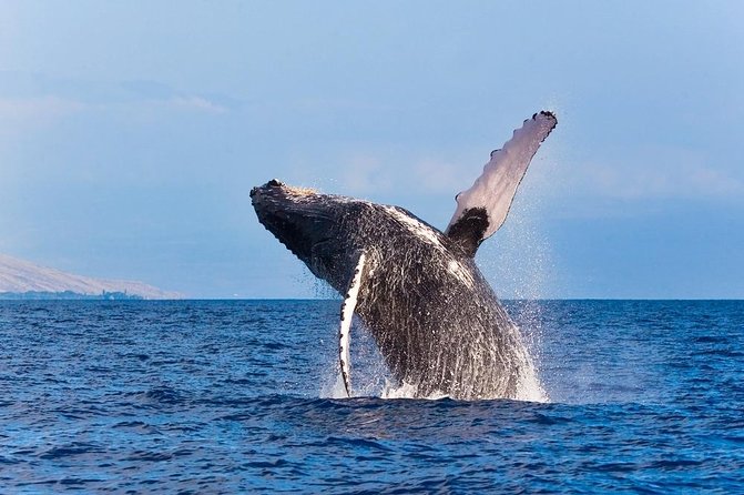 Zodiac Raft Whale Watching Adventure - Meeting Location Details