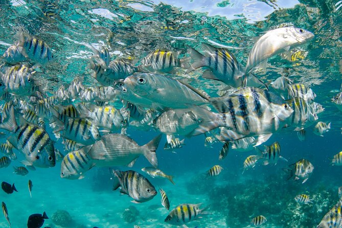 4 Hour Private Boat Charter to Stingray City, Snorkeling and More - Tour Overview