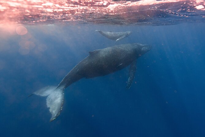 1.5 -Hour Guided Whale and Marine Life Tour - Accessibility Considerations