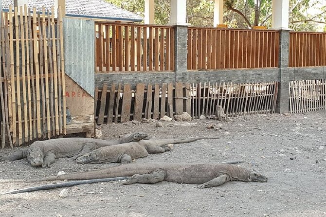 1- Day Komodo Island Tour Hopping Around by Speed Boat - Exclusions