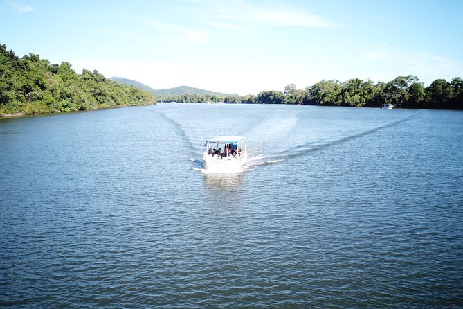 1-Hour Daintree River Wildlife Cruise - Wildlife Sightings and Encounters