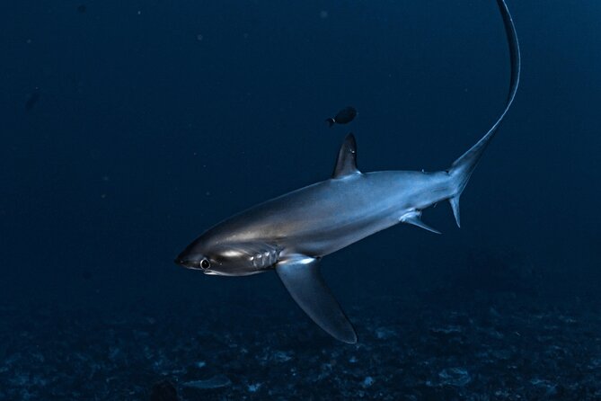 2 Days & 1 Night - 2 Dives in Lembongan/Penida (For Certified Divers) - Digital Souvenir Photos/Videos