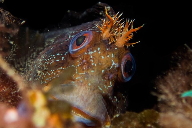 2 Dives Trip - Guided Tour Details