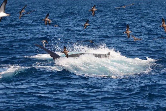 2-Hour Dolphin and Whale Watching in Gran Canaria - Customer Reviews and Feedback