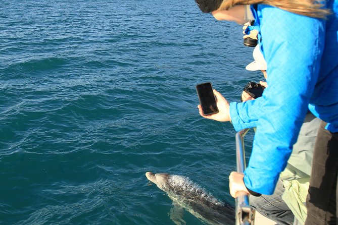 2 Hour Dolphin Viewing Eco-Tour From Picton - Inclusions and Amenities