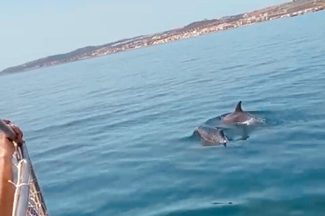 2-Hour Excursion in Search of Dolphins/Drinks and Snacks - Accessibility