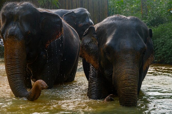 2-Hour Guided Eco-Tour & Transfer to Khaolak Elephant Sanctuary - Refund Policy