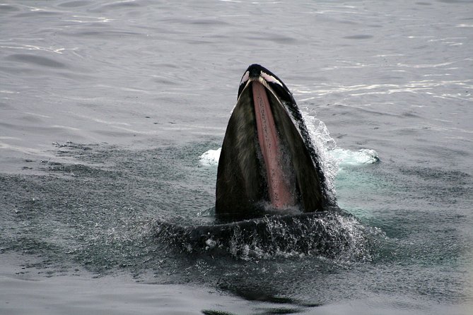 2-Hour RIB Boat Whale Watching Tour From Reykjavik - Tour Experience