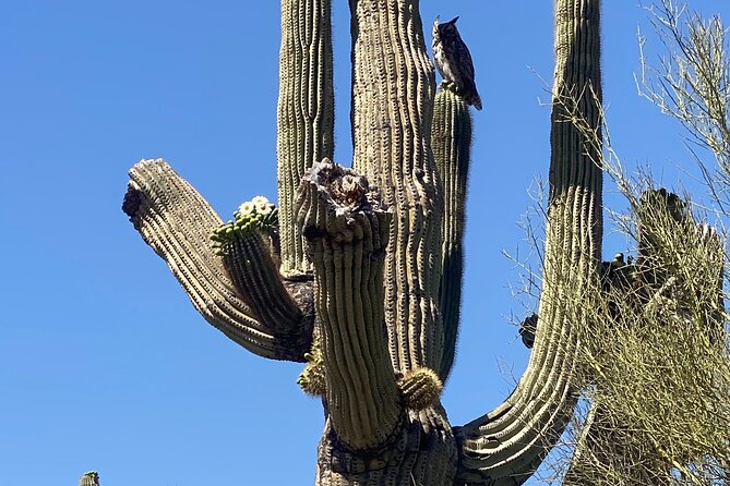 2 Hour Sonoran Desert Private Guided Mountain Bike Tour - Health and Safety