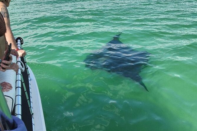 2 Hours Swim With the Dolphins in Panama City - Whats Included in the Tour