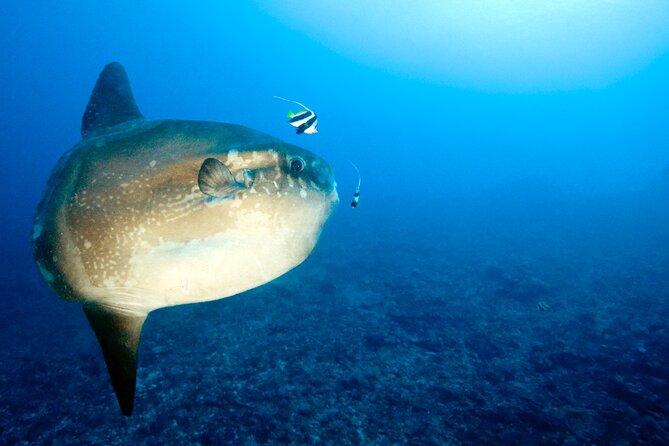 2 or 3 Dives in Nusa Lembongan and Penida, for Certified Diver (In Lembongan) - Meeting and Schedule Details