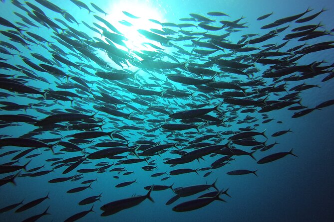 2 Tank Guided Shore Dive - Booking Information