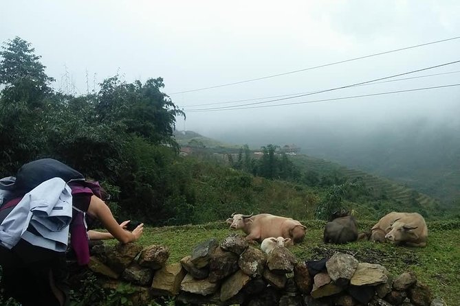 3-Day Trek in Amazing Muong Hoa Valley & Ethnic Homestay - Accessibility and Requirements