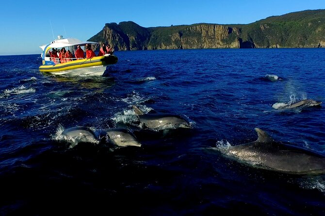 3-Hour Tasman Peninsula Wilderness Cruise From Port Arthur - Tour Logistics and Details