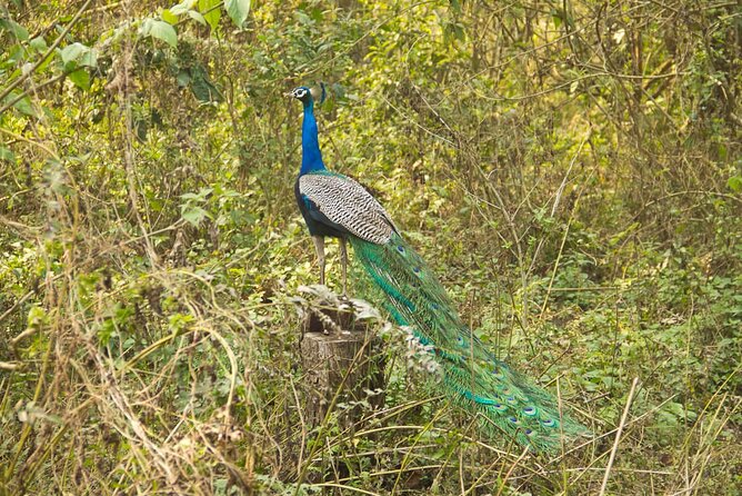 3 Nights 4 Days Chitwan National Park With Tower Night Stay - Pickup and Confirmation