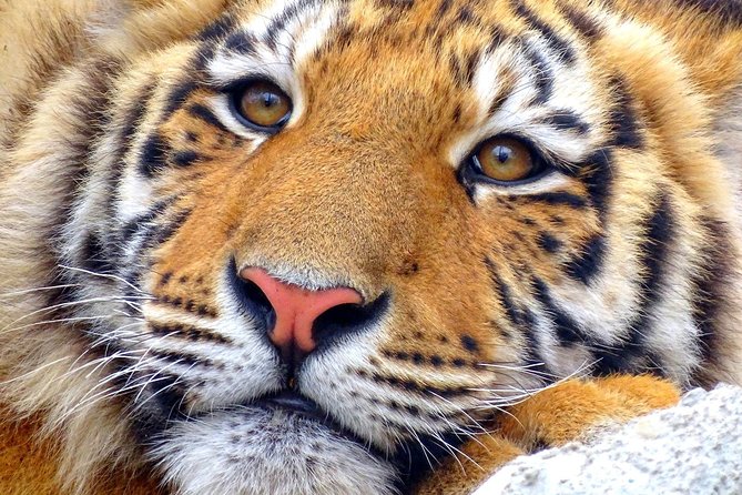 4 Day Golden Triangle With Ranthambore Tiger Safari Tour From Delhi - Accommodations and Hotel Quality