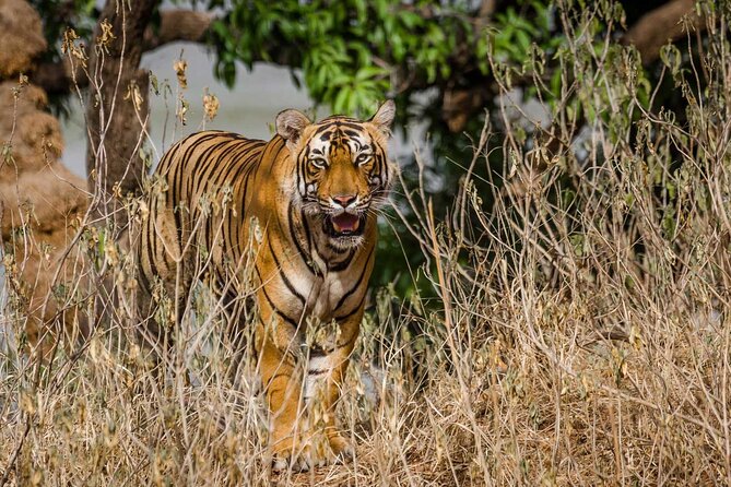 4-Day Private Ranthambhore Tiger Tour Including Delhi, Agra and Jaipur - Transportation Options