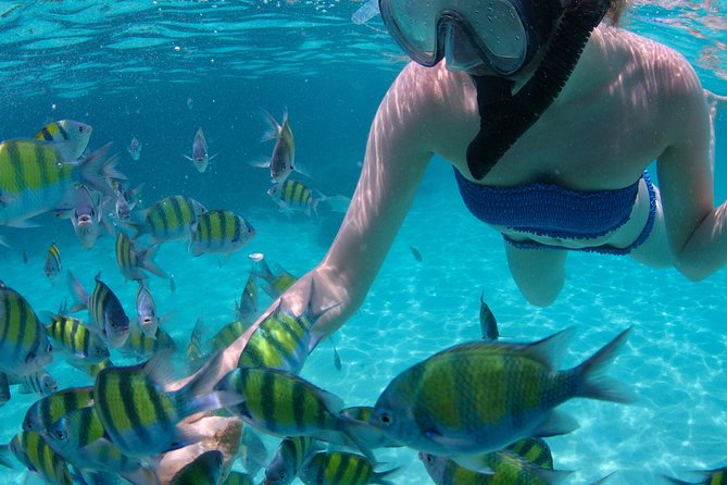 4-Hour Catamaran Sail and Snorkel Tour From Grace Bay - Spotting Iguanas on Little Water Cay