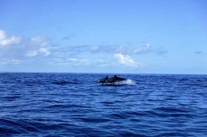 4-hour Kailua-Kona Ocean Kayak and Snorkel Tour - Guest Experiences