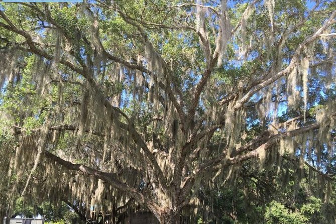 4-Hour Swamp Buggy Adventure Tour in Florida - Meeting and Pickup Details