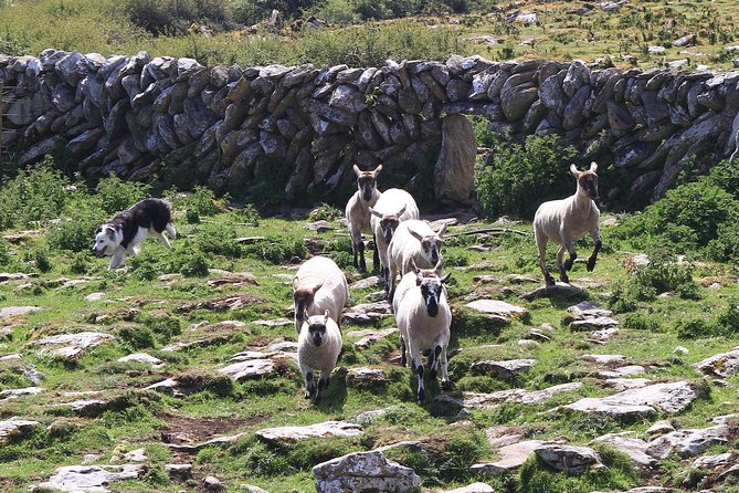 7 Day Emerald Explorer Small Group of Tour of Ireland - Meeting and Departure Details