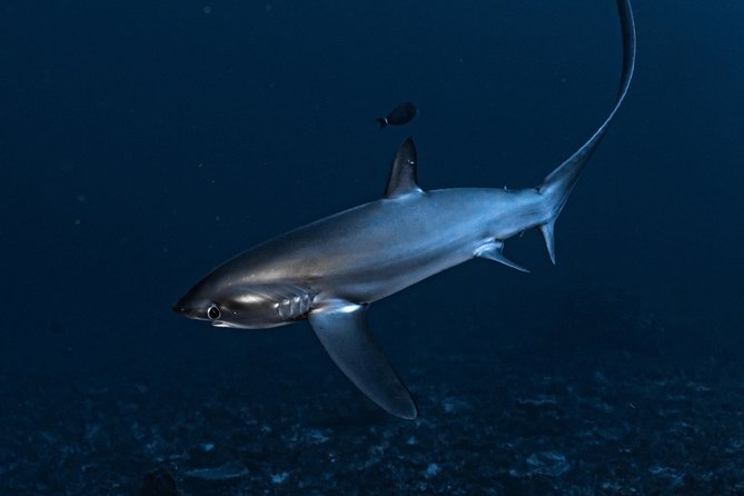 7 Fun Dives in Nusa Lembongan (For Certified Divers) - Premium Value Package - Booking and Eligibility