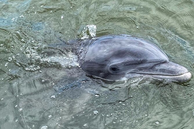 90 Minute Hilton Head Dolphin Tour - Recommendations for Participants