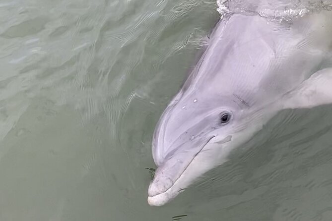 90-Minute Private Dolphin Tour in Hilton Head Island - Family-Friendly Aspects