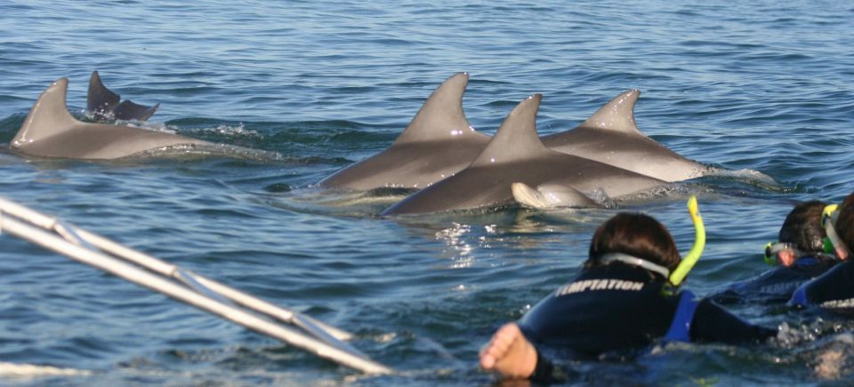 Adelaide: 3.5-Hour Swimming With Dolphins Experience - What to Bring