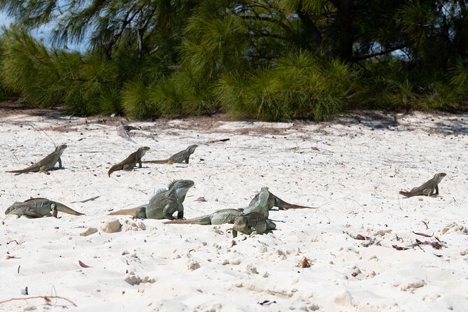 Afternoon Half Day Cruise From Providenciales With Snorkeling and Iguana Island - Maximum Capacity