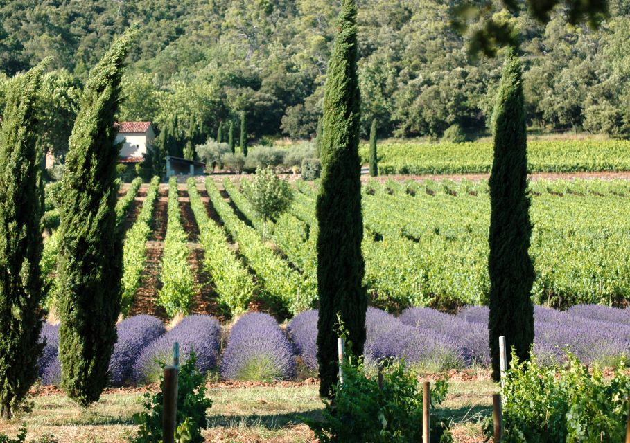 Aix En Provence: Visit & Wine Tasting Full Day Private Tour - Wine Tasting Details